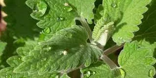 Kocimiętka - właściwości lecznicze